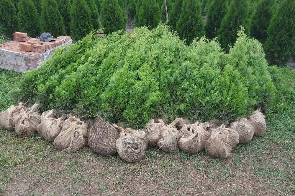 Tuje z pełną bryłą korzeniową zabezpieczoną jutą, gotowe do odbioru