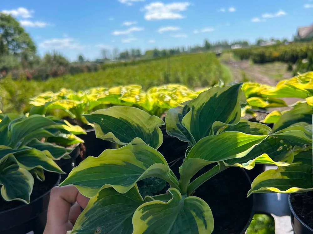Hosta z uprawy w szkółce w Łagodzinie pod Gorzowem