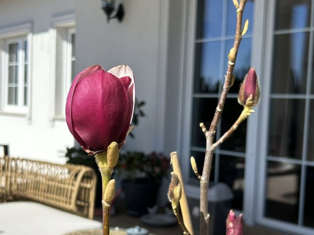 Magnolia z uprawy w szkółce w Łagodzinie pod Gorzowem