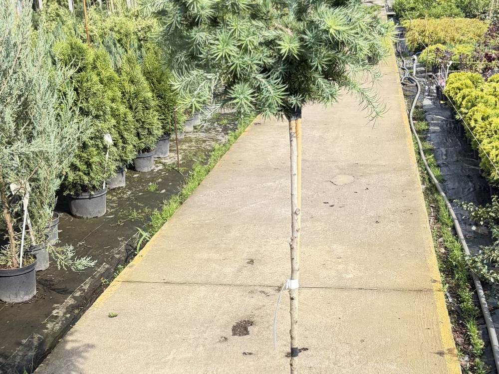 Modrzew z uprawy w szkółce w Łagodzinie pod Gorzowem