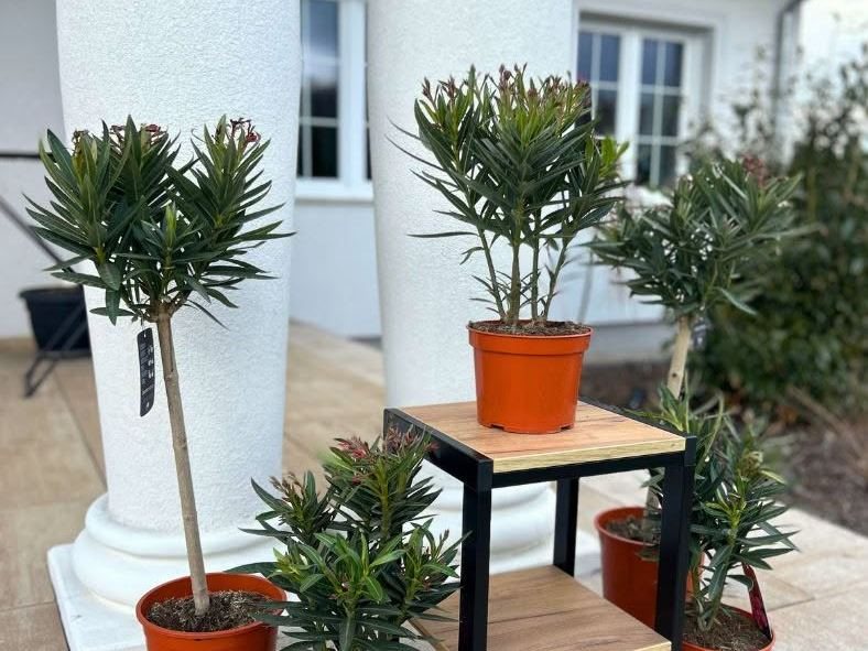 Oleander z uprawy w szkółce w Łagodzinie pod Gorzowem