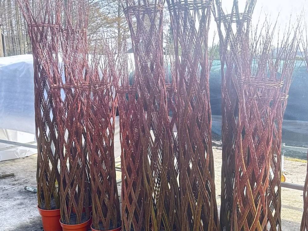 Wierzba pleciona 140 cm z uprawy w szkółce w Łagodzinie pod Gorzowem