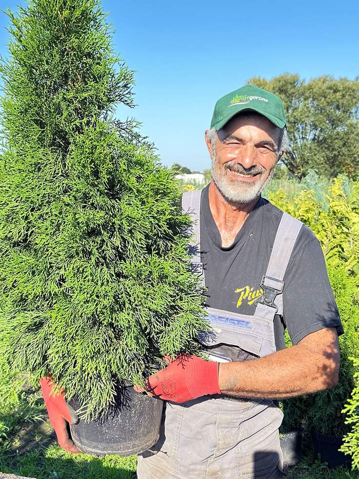 Pracownik szkółki przenosi dużą tuję szmaragd w pojemniku